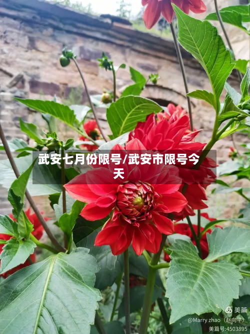 武安七月份限号/武安市限号今天