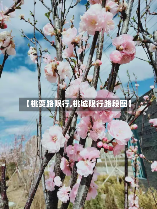 【桃贾路限行,桃城限行路段图】